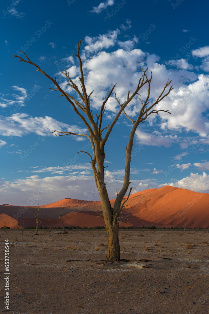 Sunset over dead tree of Namiba