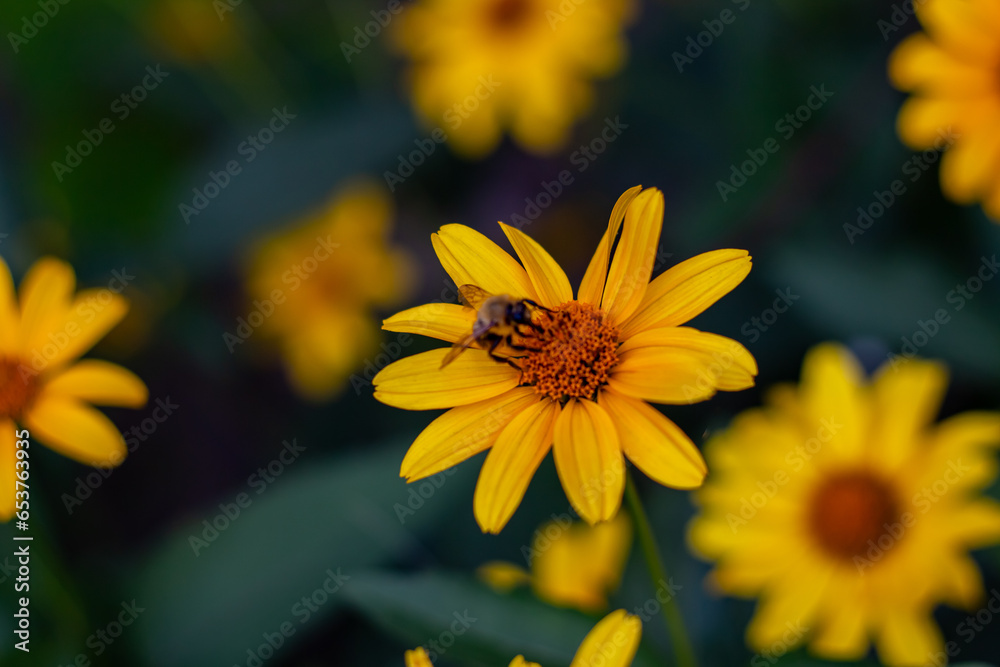 Heliopsis helianthoides on an autumn street in Kharkov