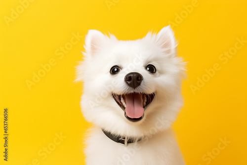 The portrait of a happy white dog, with black pattern on a bright yellow background shot in a studio, Generative AI.