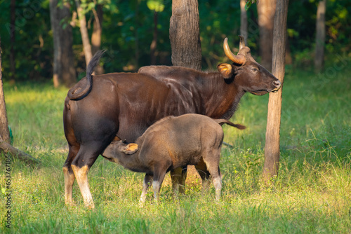 Indian bison (Gaur) with cub