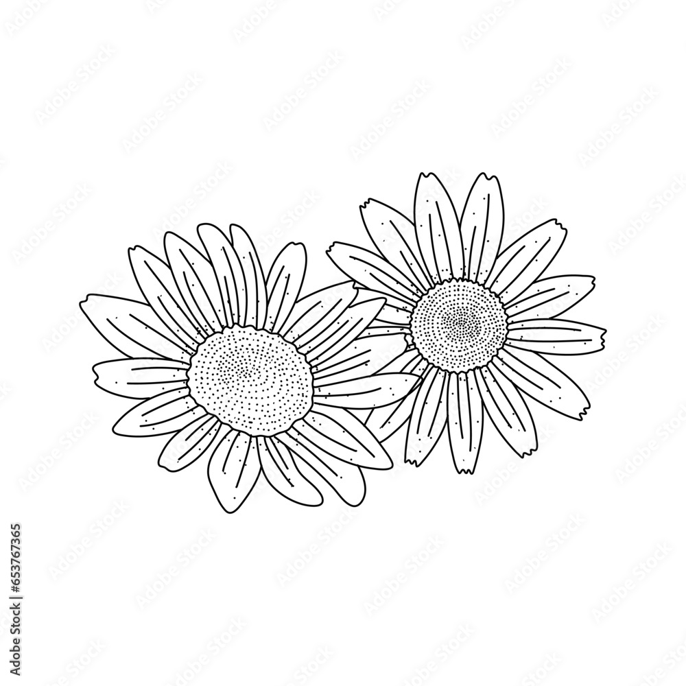Camomile flower floral doodle hand drawn vector illustration isolated on white background