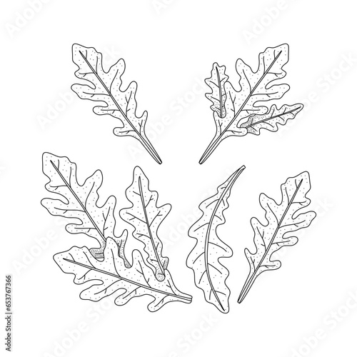 Arugula leaves vector isolated on white background. Herbal doodle style illustration. The best for design logo, menu, label, icon, stamp.