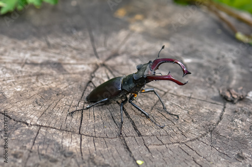 A large black stag beetle sits on a felled tree.