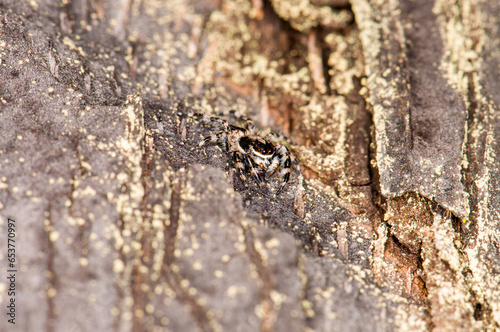 Almost invisible Menemerus bivittatus sits on a tree