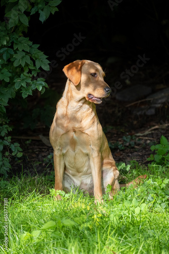 Foto Experience the heartfelt connection between nature and this beautiful golden brown Labrador Retriever