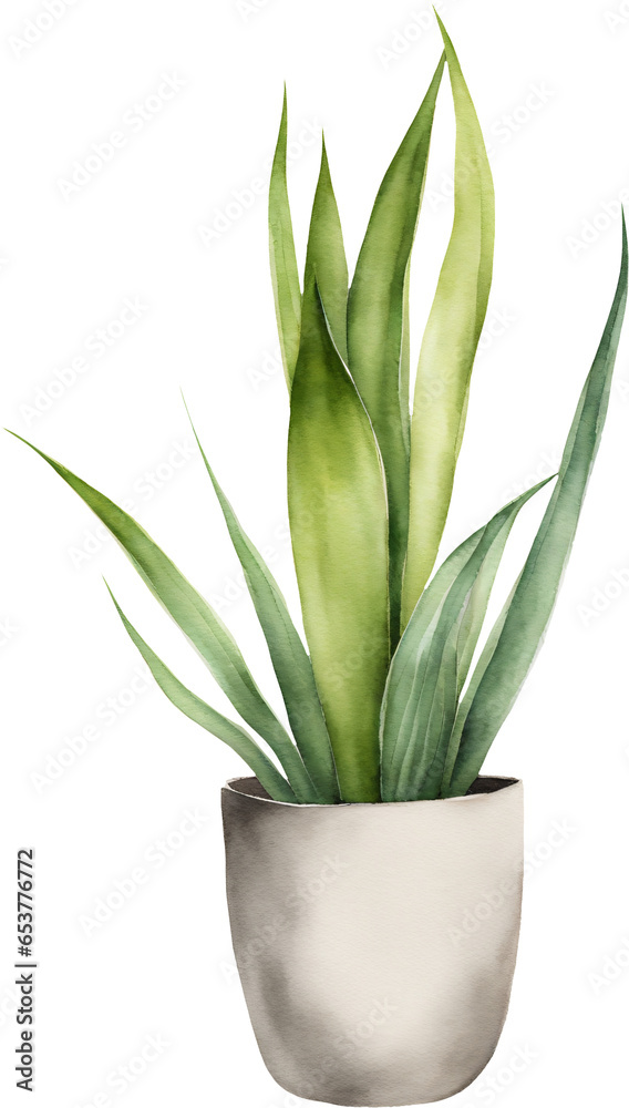 Fototapeta premium Snake Plant Sansivieria Dracaena trifasciata in White Pot Isolated Hand Drawn Watercolor Painting Illustration
