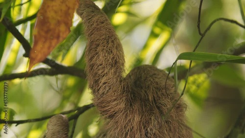 Beautiful close-up portrait of a baby sloth in a tree in Costa Rica in broad daylight. The shot is in slow motion and is a close-up.	
