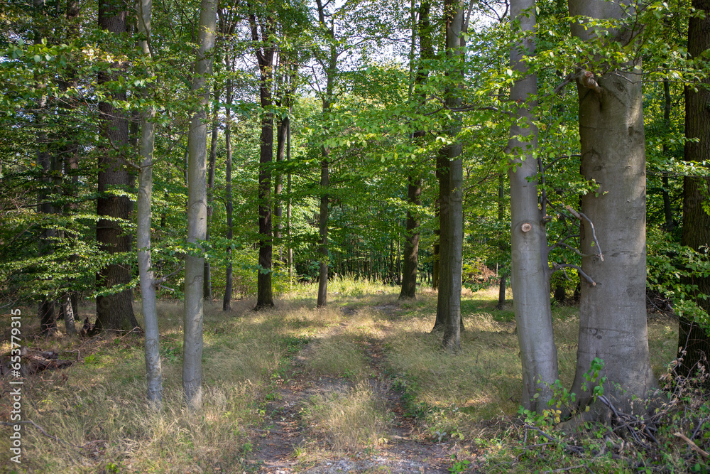 View of the forest with trail