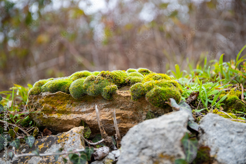 Close-up of moss and foliage on a rock Close-up of moss and foliage on a rock