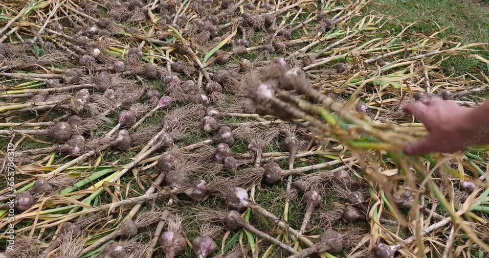 garlic lies on the ground during drying, home harvest of harvested garlic during preparation for storage garlic lies on the ground during drying, home harvest of harvested garlic during preparation for storage