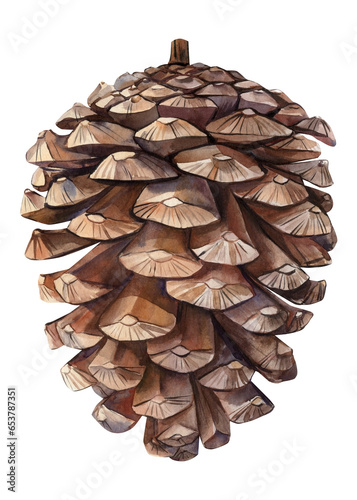 Pine cone on isolated white background, watercolor botanical illustration, Hand drawn pine brown color