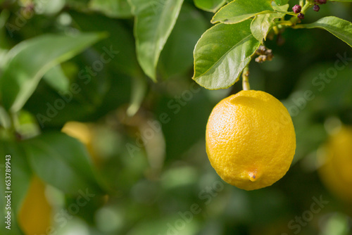 One lemon hanging on lemon tree