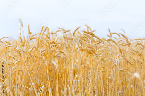 Ripe wheat on stalks at harvest time