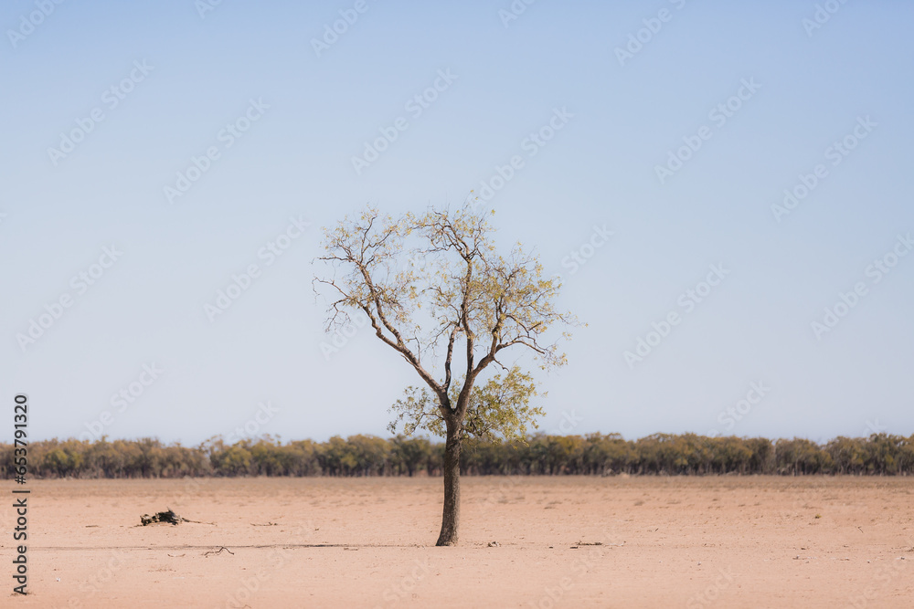 One tree in the foreground of a drought paddock One tree in the foreground of a drought paddock