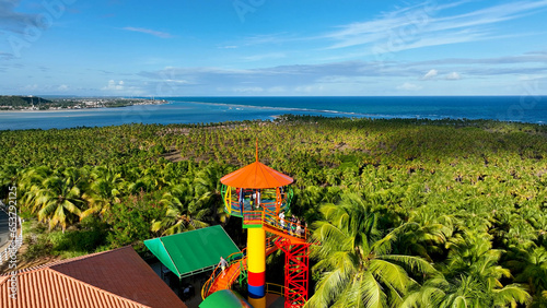 Coconut trees plantation near Gunga Beach at Maceio Alagoas Brazil. Palm trees plantation at countryside of Maceio Alagoas Brazil. Rural scenery. photo