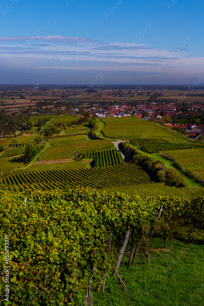 Weinberge Reben 