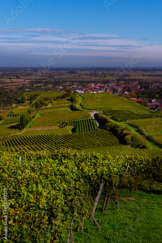 Weinberge Reben 