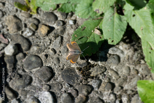 Brown Argus (Aricia agestis) butterfly sitting on stone path in Zurich, Switzerland © Janine