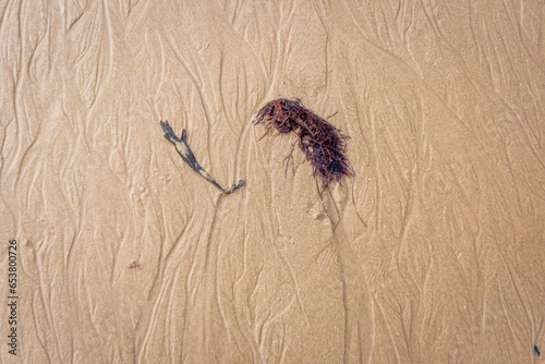 Norfolk, seaweed on sand
