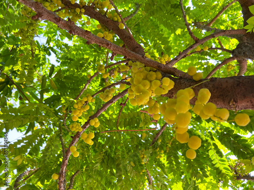 Group of Green fruit called Phyllanthus acidus or Malay gooseberry or star gooseberry or gooseberry tree. photo