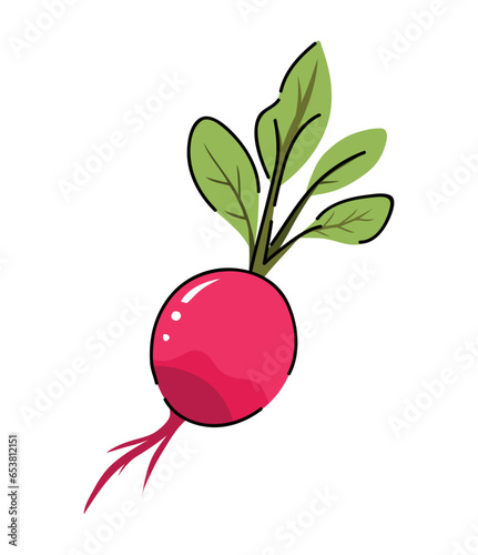purple radish illustration