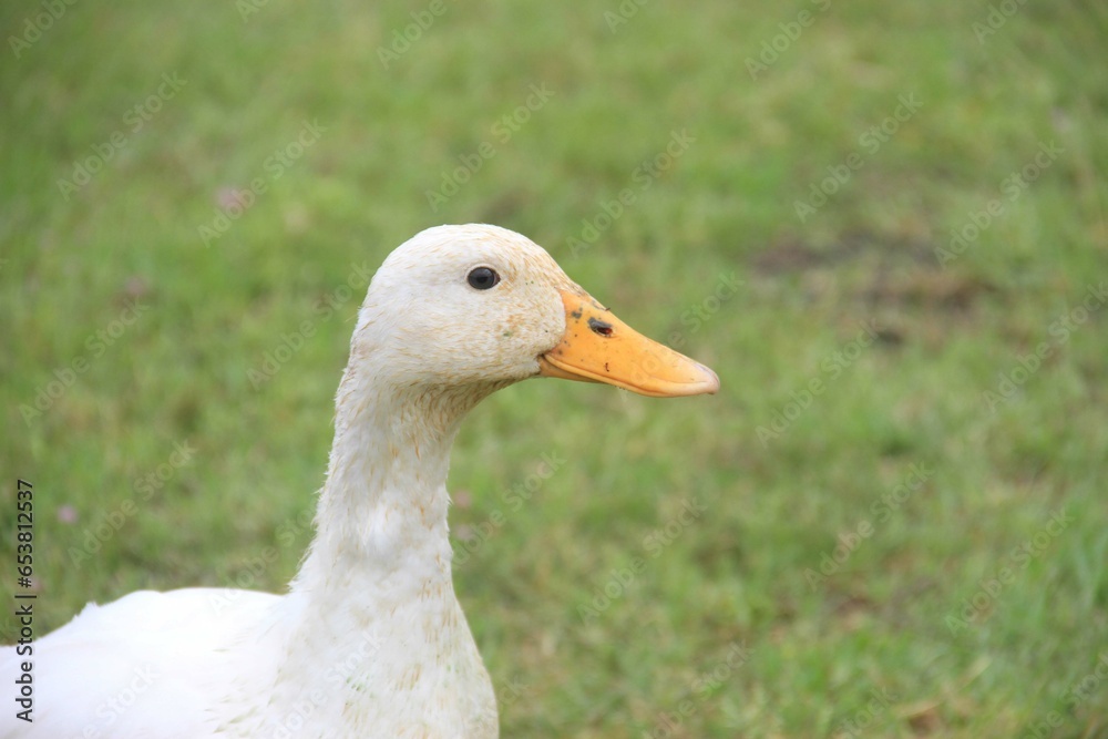duck head duck head