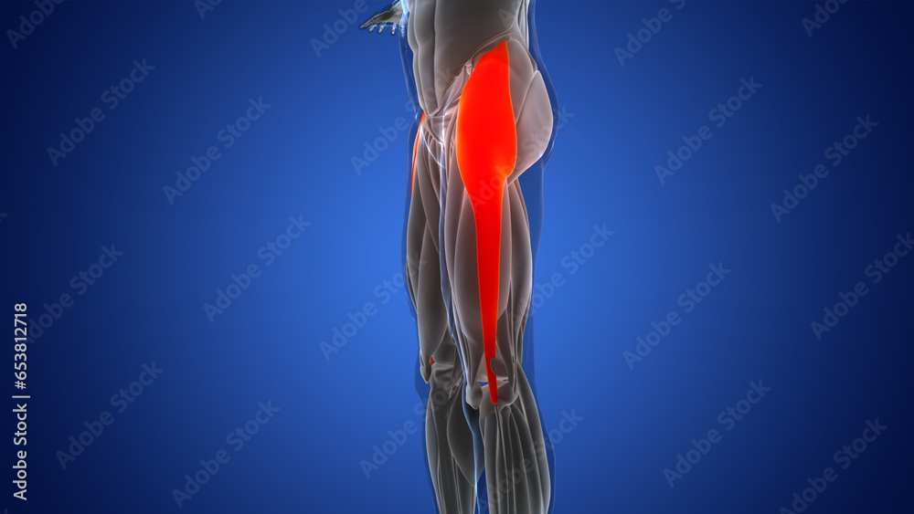 Human Muscular System Leg Muscles Tensor Fasciae Latae Muscles Anatomy Human Muscular System Leg Muscles Tensor Fasciae Latae Muscles Anatomy