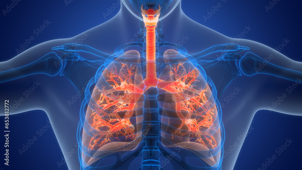 Human Respiratory System Lungs Anatomy - obrazy, fototapety, plakaty 