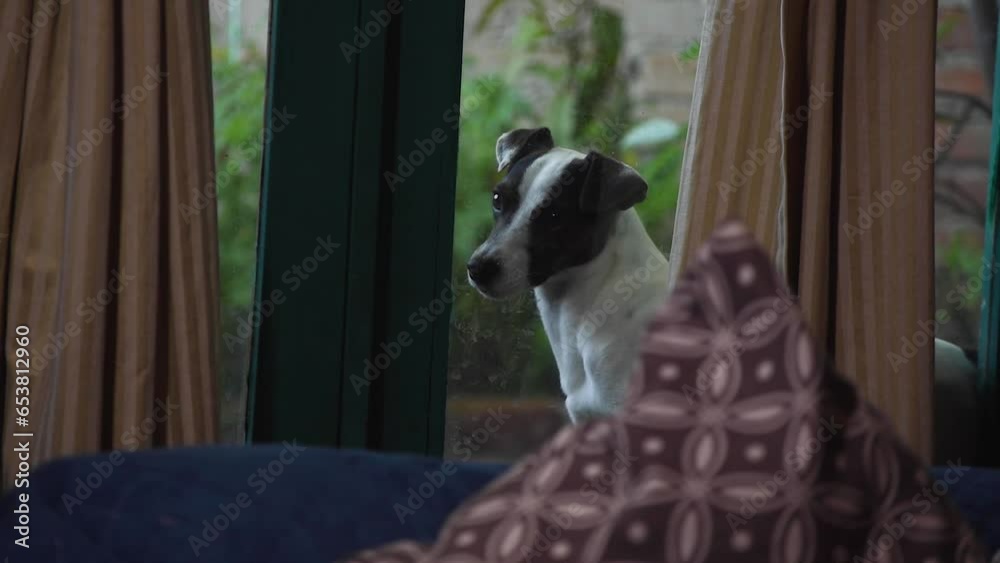 Perro Jack rusell terrier mirando en la ventana y alejandose por no poder entrar por estar castigado