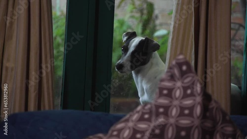 Perro Jack rusell terrier mirando en la ventana y alejandose por no poder entrar por estar castigado photo