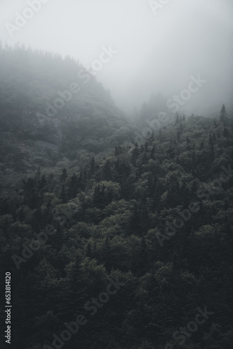 fog in the mountains