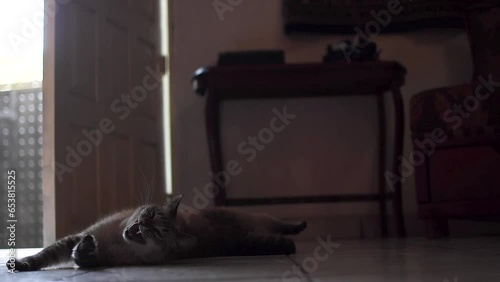 Gato haciendo acrobacias en el piso adorable felino estirandose   photo