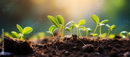 Sustainable energy concept with seedling growth on soil for nature recovery