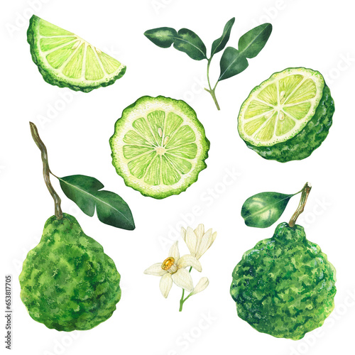 Watercolor bergamot illustration. Whole and sliced bergamot fruits, leaves and flowers. Hand drawn isolated on white background perfect for packaging, invitations menu photo