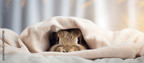 Shy bunny sitting on a white blanket in a cozy home