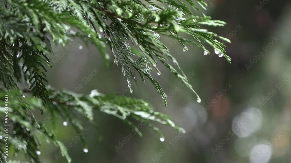 Rain dripping from cedar tree