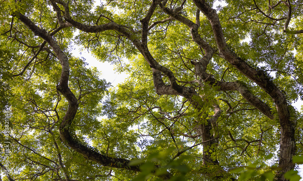 Obraz premium Green leaves pattern of acacia tree - Bottom view of acacia tree and thick branches - Cambodia 