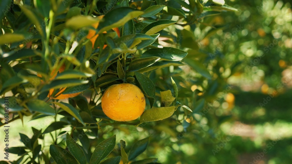 Closeup of ripe orange or tangerine fruit on branch of tree in lush green fruit garden on sunny day. Organic, tropical citrus fruit with bright color and juicy texture is a delicious and healthy treat