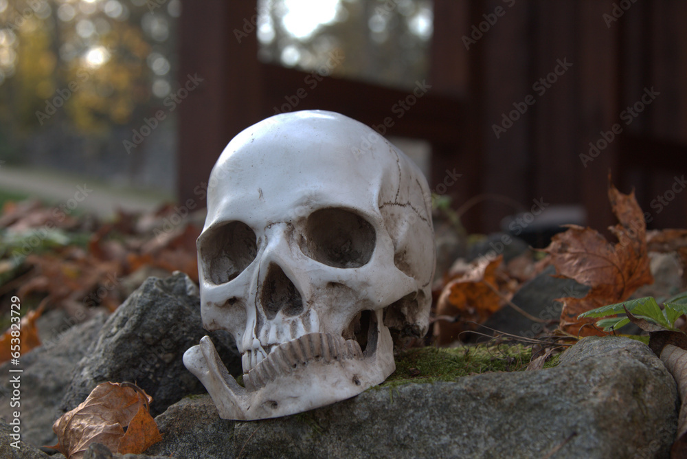 halloween theme- sceleton scull on the stone, autumn