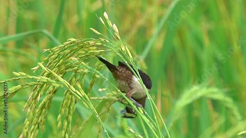 Wallpaper Mural Close-up bird eating rice in the rice field Torontodigital.ca