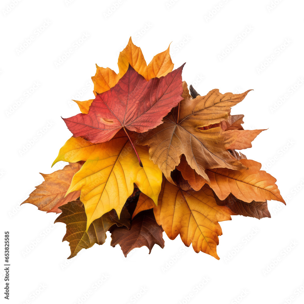 Pile of autumn leaves isolated on transparent background Pile of autumn leaves isolated on transparent background