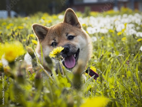 Close-up Portrait of beautiful and happy red shiba inu puppy in the green grass, small dog. Dogecoin. Red-haired Japanese dog with smile. Dandelions, daisies in the background. High quality photo. 