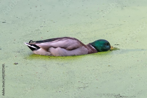 eating duck on the lake photo