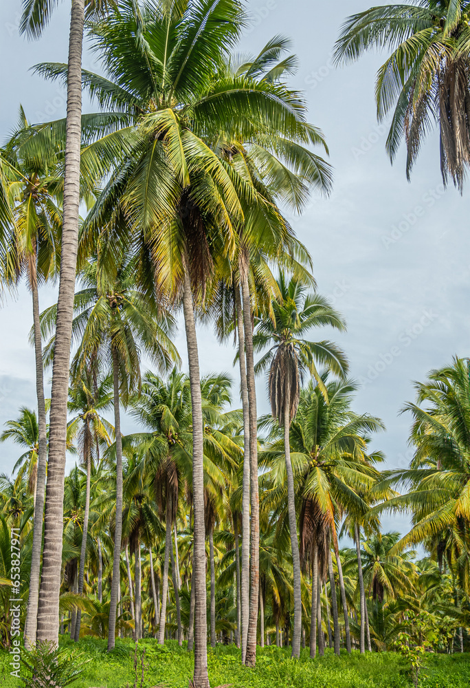 Zihuatanejo, Mexico - July 18, 2023: Parque Ecoturístico llamado La Chanequera. Coconut plantation portrait. Geen under light blue sky