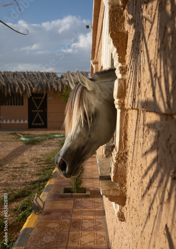 Arabian horse in Alhazm stud paddock, Najran Province, Khubash, Saudi Arabia photo