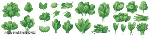 set of vector illustration of spinach. isolated on a transparent background. eps 10 