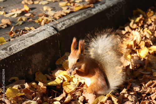 Red squirrel in dry yellow leaves near a path in a city park