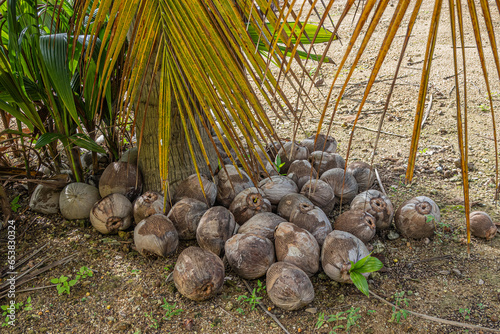 Zihuatanejo, Mexico - July 18, 2023: Parque Ecoturístico llamado La Chanequera. Bunch of old coconuts left to allow them to shoot on plantation photo