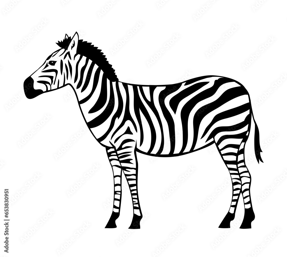 Fototapeta premium Striped zebra. Herbivorous hoofed mammal. African wild animal. Fauna and zoology. Cartoon vector isolated illustration. Black and white sketch outline
