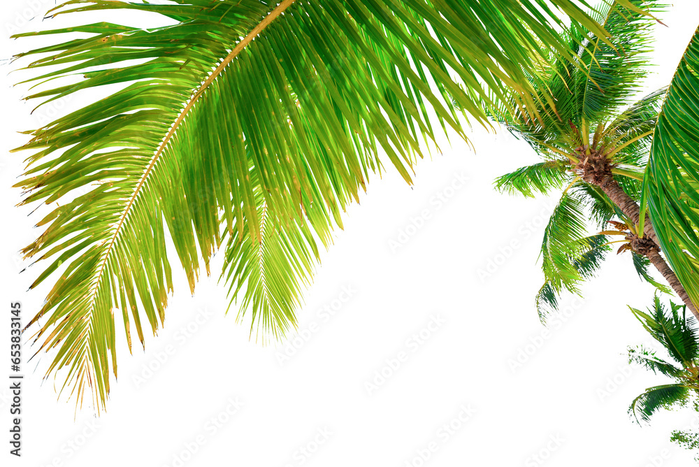 Summer background with coconut leaves and bright sky.